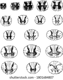 A transverse sections of the spinal cord at different levels, twice the natural size., vintage line drawing or engraving illustration.