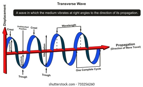 Transverse Wave Infographic Diagram showing structure with displacement and propagation axis with all parts including crest amplitude vibration wavelength complete cycle for physics science education