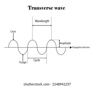 Onda, estructura y forma transversales que muestran la cresta, el paso, la longitud de onda, la amplitud y la dirección de propagación en el fondo blanco.Contenido del estudio para estudiantes de física y ciencia.Ilustración vectorial.