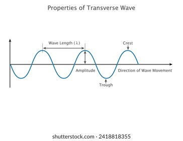 Transverse waves exhibit perpendicular oscillations, propagating energy perpendicular to the wave direction
