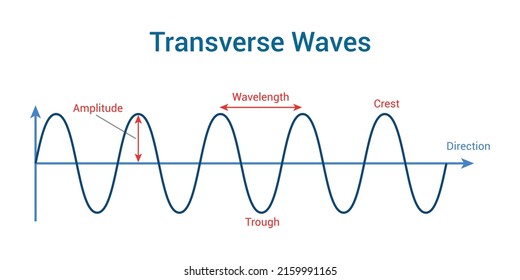 Transverse Waves Vector Illustration Isolated On Stock Vector (Royalty ...