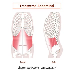 Transversus abdominis Muscle Illustration of abdominal muscle group Side view and front view