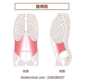 Transversus abdominis Muscle Illustration of abdominal muscle group Side view and front view[Translation: Illustration of abdominal muscles, transverse abdominal muscles]