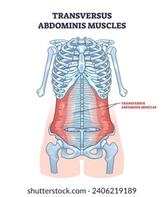 Transversus abdominis muscles in abdominal muscular system outline diagram. Labeled educational scheme with stomach muscle anatomy and medical location vector illustration. Posterior view of torso.