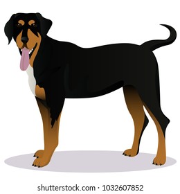 64 Romanian hound Images, Stock Photos & Vectors | Shutterstock