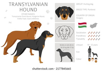 Transylvanian hound clipart. Different poses, coat colors set.  Vector illustration