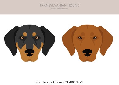 Transylvanian hound clipart. Different poses, coat colors set.  Vector illustration