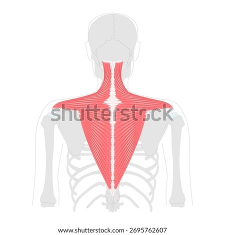 Trapezius - Large human back and neck muscle shown in anatomy chart, shaped like a trapezoid, responsible for moving, rotating, and stabilizing the scapula, essential for posture and shoulder