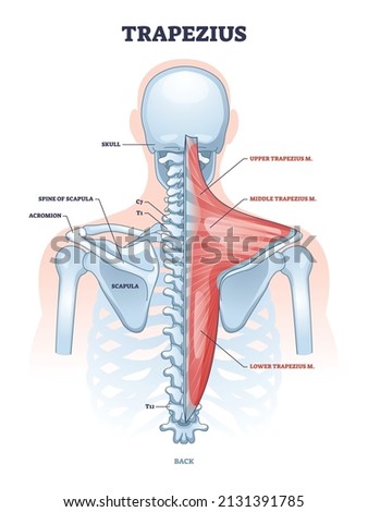 Trapezius muscle and human back spine skeletal structure outline diagram. Labeled educational scheme with medical bone titles and upper, lower or middle muscular system description vector illustration