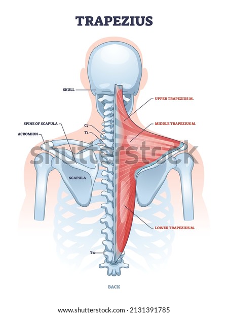 Trapezius muscle and human back spine\
skeletal structure outline diagram. Labeled educational scheme with\
medical bone titles and upper, lower or middle muscular system\
description vector\
illustration