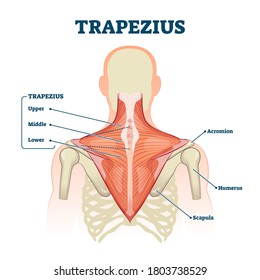 Trapezius muscle labeled medical anatomy structure scheme vector illustration. Educational diagram with upper, middle and lower parts with acromion, humerus and scapula bones location on human body.