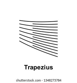 Trapezius, organ icon. Element of human organ icon. Thin line icon for website design and development, app development. Premium icon