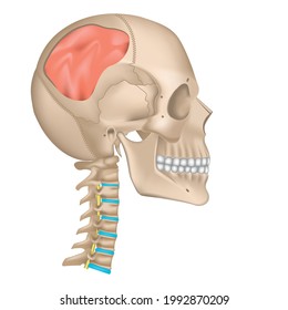 trauma to the skull. A hole in the head with a brain. Broken bones. Vector illustration