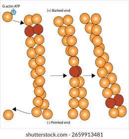 Gewindeschneiden von Actin Filament Polymerization G-actin, Stachelkopf und Zeigekopf	