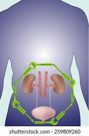treat Kidneys.
