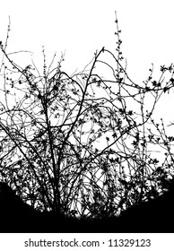 tree