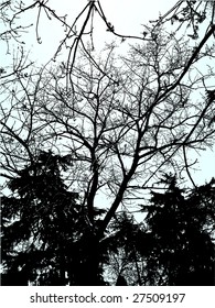 tree