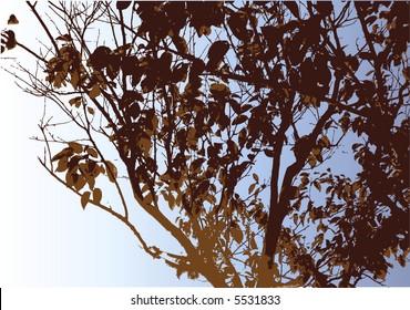 tree