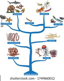 A tree of all kinds of invertebrates and vertebrates