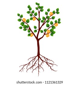 Tree with apricots and roots on a white background.