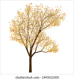 Tree with autumn foliage, tree on white background, vector illustration