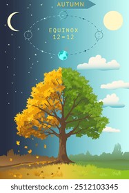 Tree with autumn and summer leaves. Autumnal equinox, Night becomes longer than Day. Season change visualization. Infographics for astronomical event in September 22, 23. Vector illustration.