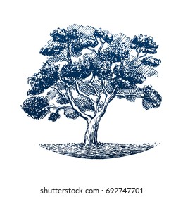 Tree badge. Big tree standing on rounded ground. Travel symbol, tourism. Hand drawn illustration in engraving style. Card design. Vector vintage concept isolated on white background.