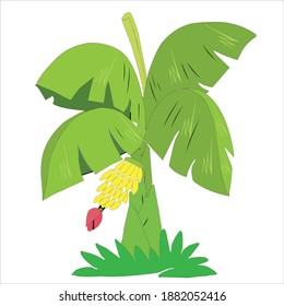 Baum- und Bananenbaum- Baumdesign- Baumart- Vektorbaum-Grafik