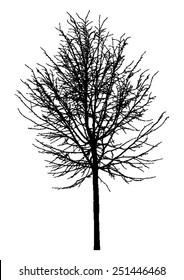 Tree - bare branches - black silhouette - on white background - isolated vector