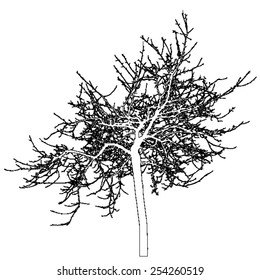 Tree - bare branches - black silhouette outlines - on white background - isolated vector
