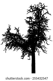 Tree - bare branches - black silhouette - on white background - isolated vector