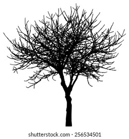 Tree - bare branches - black silhouette - on white background - isolated vector