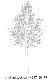 Tree - bare branches - black silhouette outlines - on white background - isolated vector