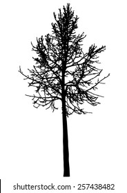 Tree - bare branches - black silhouette - vector