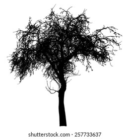 Tree - bare branches - black silhouette - on white background - isolated vector