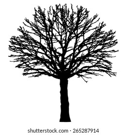 Tree - bare branches - black silhouette - vector