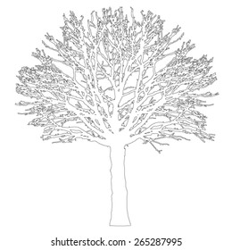 Tree - bare branches - black silhouette outlines - on white background - isolated vector