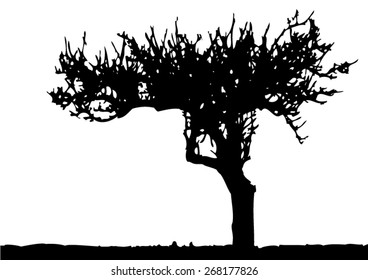 Tree - bare branches - black silhouette - on white background - isolated vector