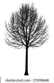 Tree - bare branches - black silhouette - on white background - isolated vector