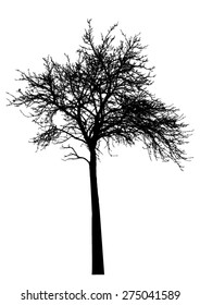 Tree, bare branches. Black silhouette, on white background. isolated vector