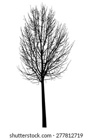 Tree, bare branches. Black silhouette, on white background. isolated vector