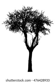 Tree - bare branches - black silhouette - on white background - isolated vector