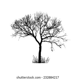 Tree with bare branches. Vector 