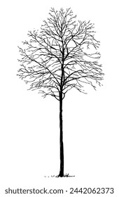 Árbol desnudo caducifolio, retoño, silueta, uno, estacional, boceto, ilustración dibujada a mano vector aislado en blanco