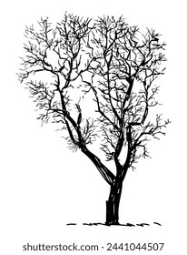 Tree bare deciduous silhouette single, crooked,seasonal, sketch, vector hand drawn illustration isolated on white