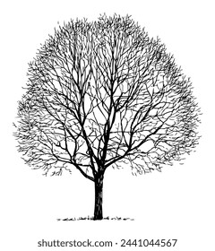 Tree bare deciduous silhouette single, seasonal, sketch, vector hand drawn illustration isolated on white