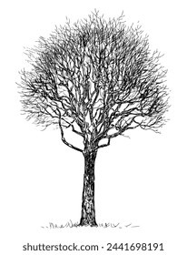 Tree bare deciduous silhouette single,seasonal, sketch, vector hand drawn illustration isolated on white