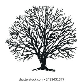 Tree bare single oak silhouette sketch vector hand drawn illustration isolated on white