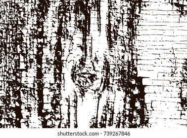 Tree bark texture