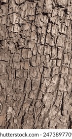 Tree bark texture, brown. Vector.